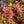 Load image into Gallery viewer, Tri-Color Japanese Spirea