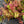 Load image into Gallery viewer, Tri-Color Japanese Spirea