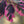 Load image into Gallery viewer, Tricolor European Beech - Beech - Shade Trees