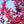 Load image into Gallery viewer, Tricolor European Beech - Beech - Shade Trees