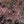 Load image into Gallery viewer, Tricolor European Beech - Beech - Shade Trees