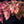 Load image into Gallery viewer, Tricolor European Beech - Beech - Shade Trees