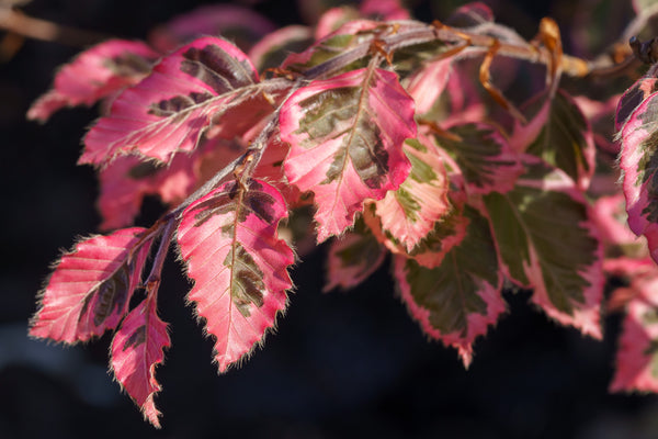 Tricolor European Beech - Beech - Shade Trees