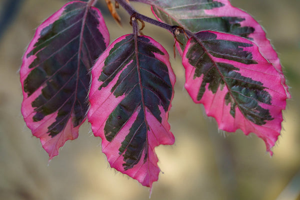 Tricolor European Beech - Beech - Shade Trees