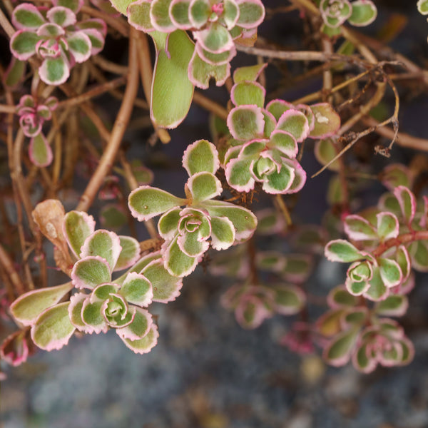 Tricolor Stonecrop