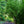 Load image into Gallery viewer, Trident Maple - Maple - Shade Trees