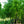 Load image into Gallery viewer, Trident Maple - Maple - Shade Trees
