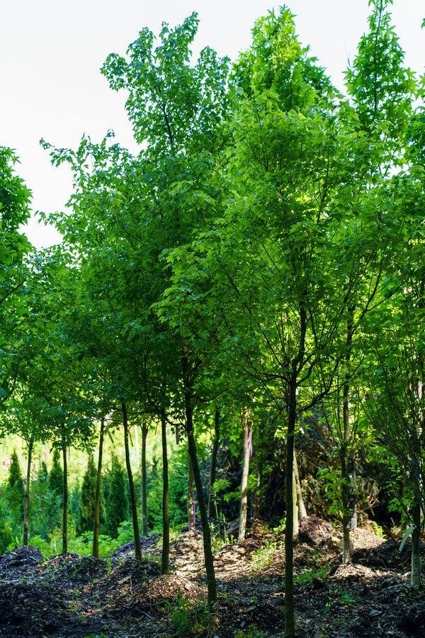 Trident Maple - Maple - Shade Trees