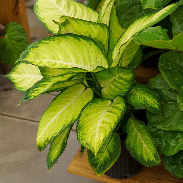 Tropic Marianne Dumb Cane