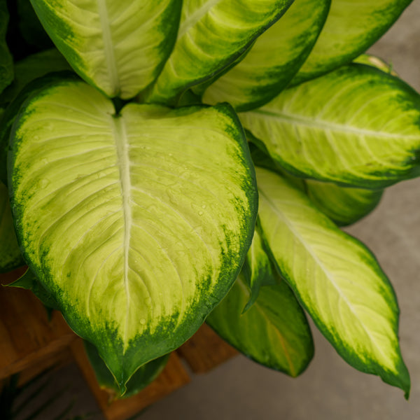 Tropic Marianne Dumb Cane