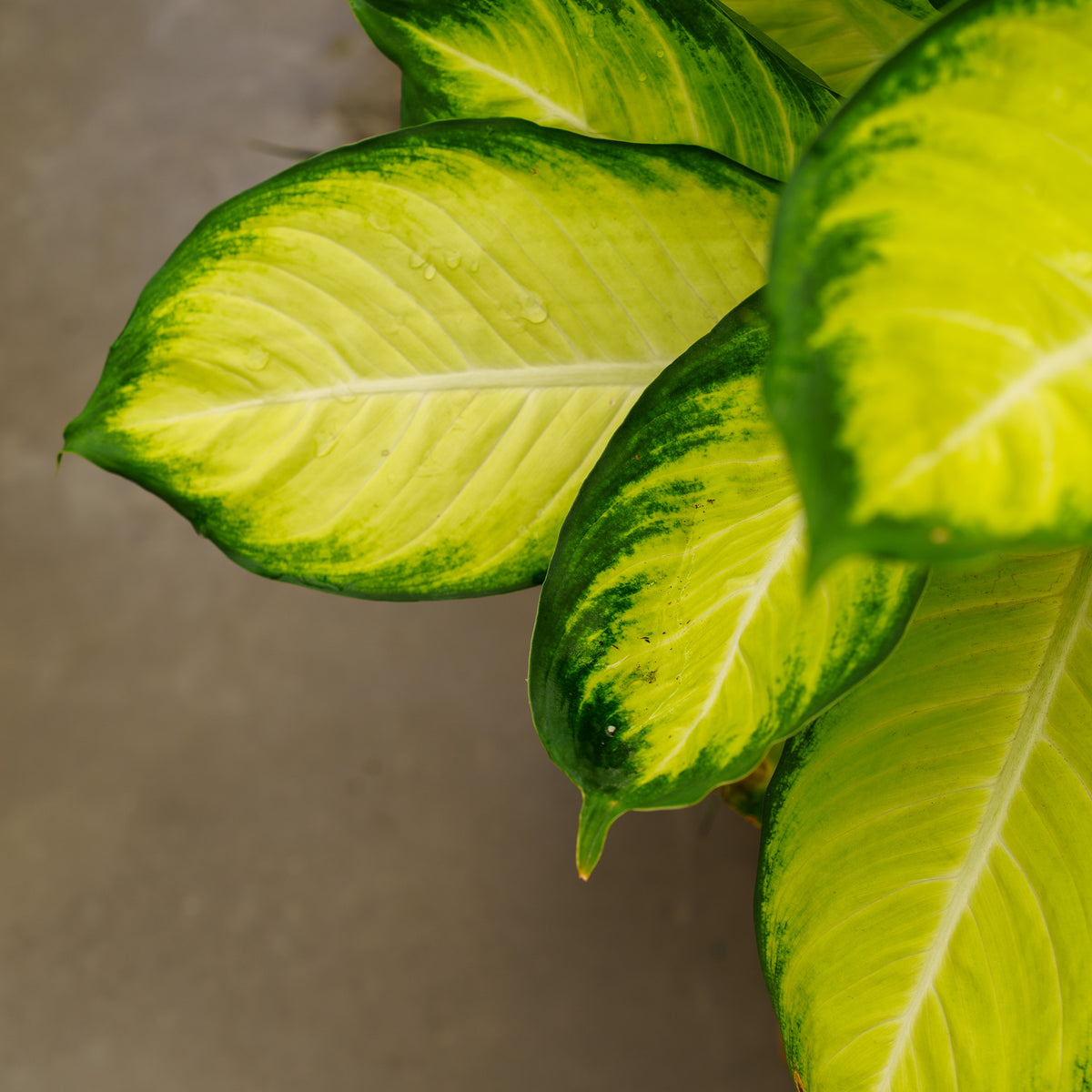 yellowing dieffenbachia leaves Tropic Marianne Dieffenbachia – Plant Detectives