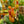 Load image into Gallery viewer, Tropical Pitcher Plant