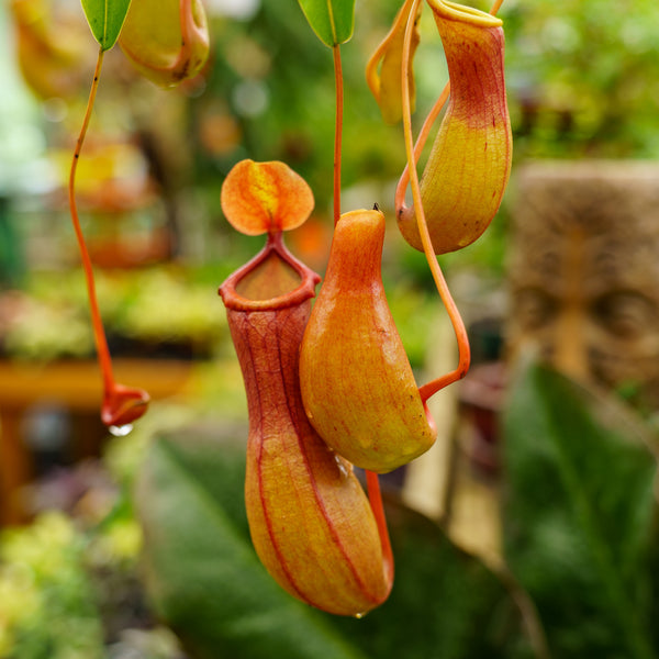 Tropical Pitcher Plant