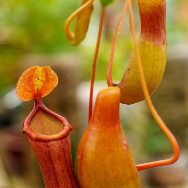 Tropical Pitcher Plant