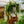 Load image into Gallery viewer, Tropical Pitcher Plant