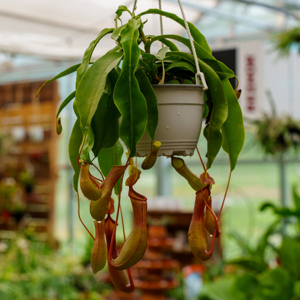 Tropical Pitcher Plant