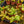 Load image into Gallery viewer, Assorted Carnivorous Plants