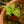 Load image into Gallery viewer, Tropical Pitcher Plant