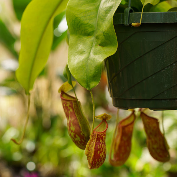 Tropical Pitcher Plant