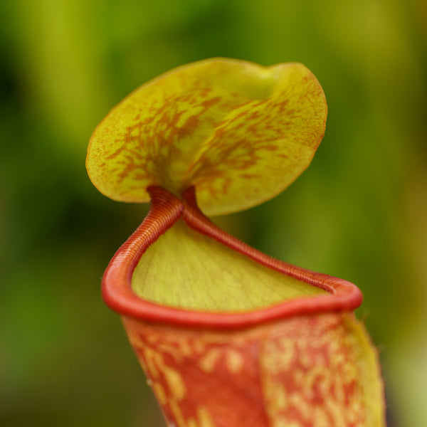 Tropical Pitcher Plant