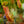 Load image into Gallery viewer, Tropical Pitcher Plant