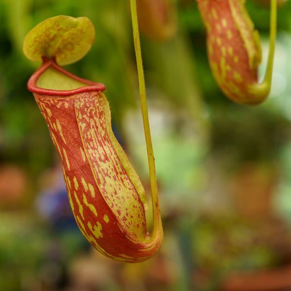 Tropical Pitcher Plant