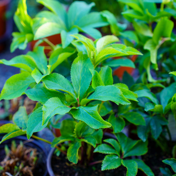 Tropical Sunset Lenten Rose