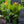 Load image into Gallery viewer, Tropicanna Gold Canna Lily