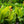 Load image into Gallery viewer, Tropicanna Gold Canna Lily