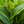 Load image into Gallery viewer, Tropicanna Gold Canna Lily
