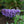 Load image into Gallery viewer, True Blue Butterfly Bush - Butterfly Bush - Shrubs