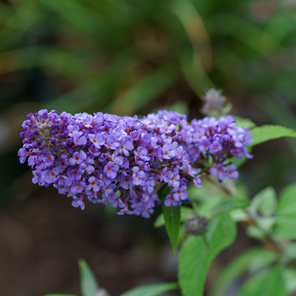 True Blue Butterfly Bush
