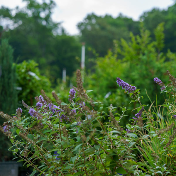 True Blue Butterfly Bush