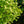 Load image into Gallery viewer, Tschi Tschi Ginkgo