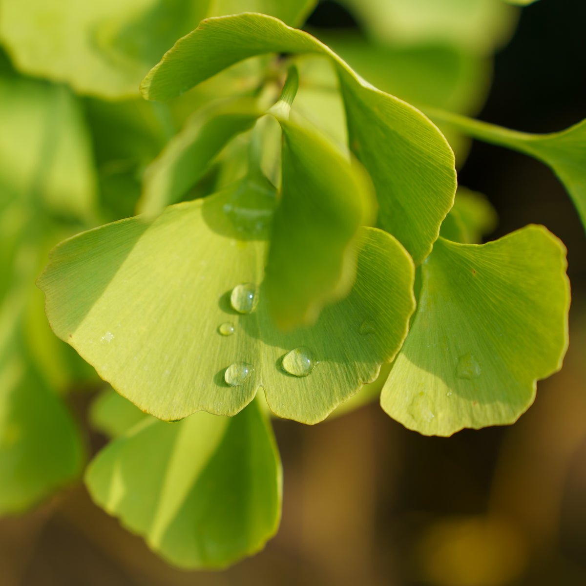 Ginkgo Tschi Tschi
