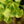 Load image into Gallery viewer, Tschi Tschi Ginkgo