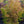 Load image into Gallery viewer, Tsukasa Silhouette Japanese Maple