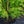 Load image into Gallery viewer, Tsukasa Silhouette Japanese Maple