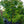 Load image into Gallery viewer, Tsukasa Silhouette Japanese Maple