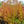 Load image into Gallery viewer, Tsukasa Silhouette Japanese Maple