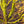 Load image into Gallery viewer, Tsukasa Silhouette Japanese Maple