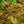 Load image into Gallery viewer, Tsuma Beni Japanese Maple
