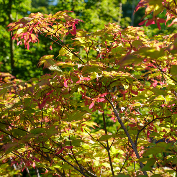 Tsuma Beni Japanese Maple
