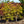Load image into Gallery viewer, Tsuma Beni Japanese Maple