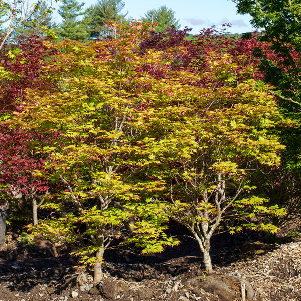 Tsuma Beni Japanese Maple