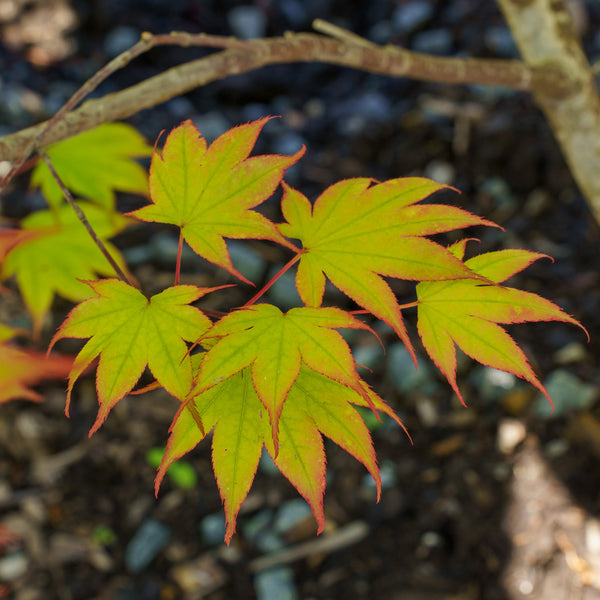 Tsuma Beni Japanese Maple