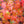 Load image into Gallery viewer, Tsuma Beni Japanese Maple