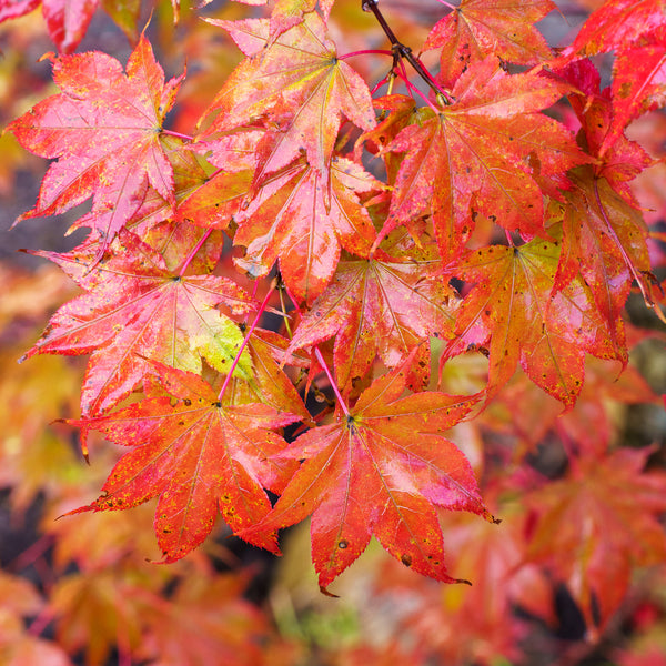 Tsuma Beni Japanese Maple