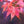 Load image into Gallery viewer, Tsuma Beni Japanese Maple