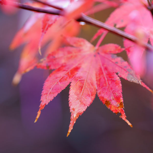 Tsuma Beni Japanese Maple